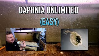 How I Raise Daphnia Water Fleas And You Can Too [upl. by Marie-Jeanne]