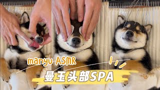 【ASMR】曼玉Manyu头部Spa  每周清洁 请戴耳机 柴犬 多巴胺 豆柴 抖音 柴犬可愛い [upl. by Wie]