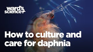 Caring and Culturing for Daphnia [upl. by Sirahs776]