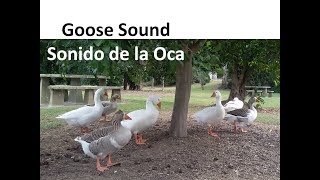 Goose Sound Farm Animal Sounds  Sonido de la Oca Ganso Animales de Granja [upl. by Sacul279]