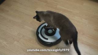 Cat shows HOW TO use iRobot Roomba Vacuum [upl. by Debarath]