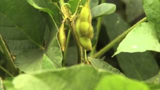 What are Soybeans quotAgriculture 101Americas Heartlandquot [upl. by Ahsiuqet]