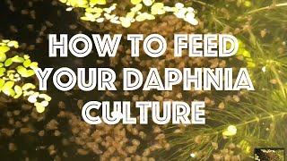 How To Feed Your Daphnia Culture [upl. by Rukna292]