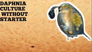 HOW TO CULTURE DAPHNIA NATURALLY WITHOUT A STARTER [upl. by Aliekat]