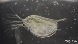 Daphnia magna under the Microscope [upl. by Leizo882]