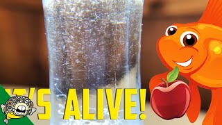 How to culture Vinegar Eels The EASY Way Live Fish Food [upl. by Aden441]