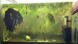 Scuds Daphnia Cherry Shrimp Copepods My aquatic food culture [upl. by Aratihc]