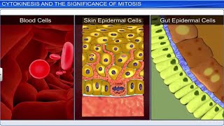 CBSE Class 11 Biology  Cell Cycle and Cell Division  Full Chapter  By Shiksha House [upl. by Aneladgam]