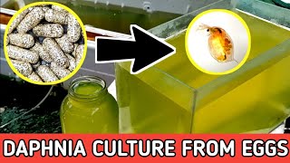 HOW TO HATCH DAPHNIA EGGS  HOW TO CULTURE DAPHNIA [upl. by Jolenta202]