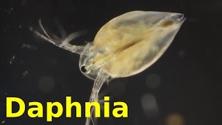 Daphnia [upl. by Meagan438]