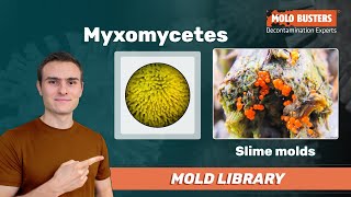 Myxomycetes  Mold Library [upl. by Sully78]