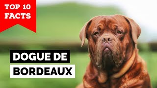 Dogue de Bordeaux  Top 10 Facts [upl. by Zrike]