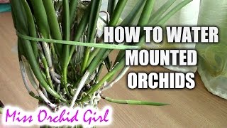 How to water mounted orchids [upl. by Otit333]