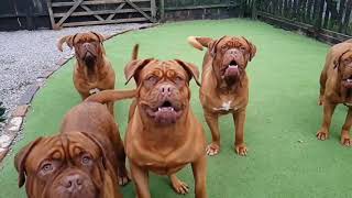 The best dog Dogue de Bordeaux Dogs in slow mo [upl. by Bjorn]