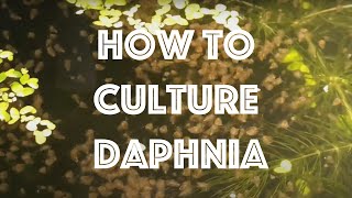 How To Culture Daphnia Magna [upl. by Aissatsana990]