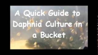 How to culture daphnia outside [upl. by Darcia]