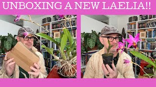 Unboxing a New Laelia [upl. by Trotter]