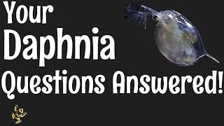 Daphnia Questions Answered [upl. by Candi]