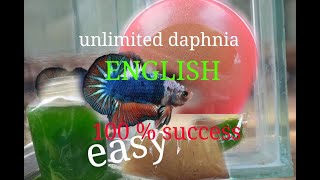 daphnia moina culture Easy way Unlimited production English  with sub Green water Chlorella [upl. by Neelhtak]