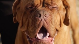 DOGUE DE BORDEAUX A DOG LOVERS INTRODUCTION [upl. by Ymmik631]