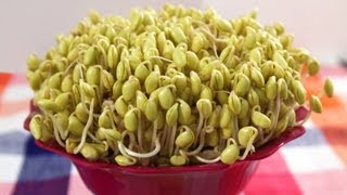 How to grow Soybean Sprouts Kongnamul 콩나물 [upl. by Dorey]