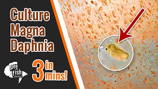 How to culture DAPHNIA MAGNA  The easy way [upl. by Enialed]