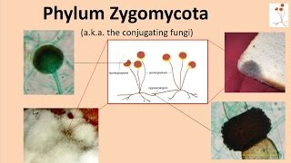 Zygomycota [upl. by Sauder427]