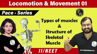 Locomotion and Movement 01  Types of Muscles  Structure of Skeletal Muscle  Class 11  NEET [upl. by Georges]