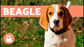 Beagle Dogs – History characteristics and training [upl. by Spike264]