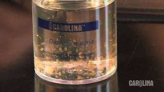 How to Care for Daphnia [upl. by Enella]