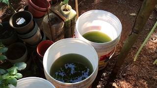 How to grow Green Water Algae [upl. by Anoif]