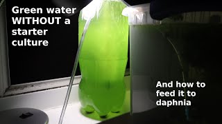 Green Water WITHOUT a Starter Culture  From Scratch  How To [upl. by Lorsung]