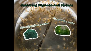 How To Culture Daphnia and Moinas using Green Water Spirulina powder [upl. by Kcajyllib]