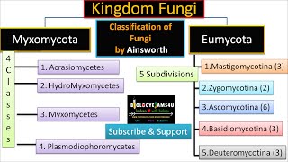 Ainsworth Classification of Fungi with Example  biologyexams4u [upl. by Yole]