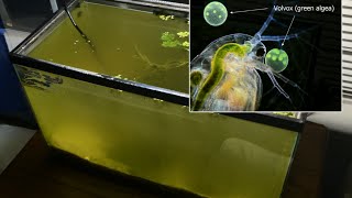 Raising Daphnia for the Freshwater Aquarium [upl. by Norod]