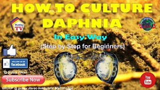 HOW TO CULTURE DAPHNIA In Easy Way [upl. by Griffin]