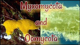 Myxomycota and Oomycota  Mycology  Lecture  Somatic structure  life cycle  reproduction [upl. by Ryter]